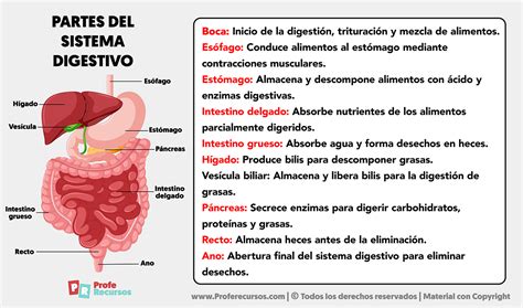 rappresentazione stilizzata del sistema digestivo infantile