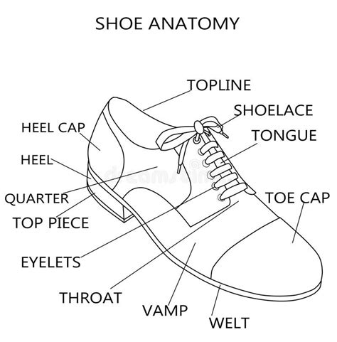 illustrazione concettuale di una scarpa inglesina femminile con dettagli tecnici interni visibili