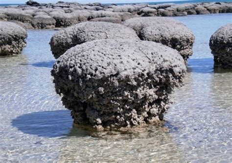 Stromatoliti antiche e moderne