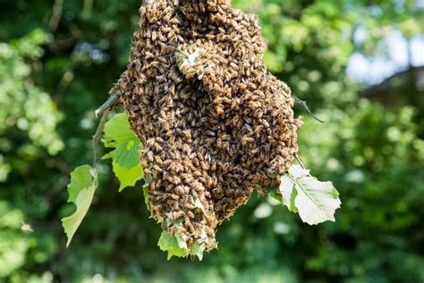 Sciame di api appeso a un ramo durante la sciamatura