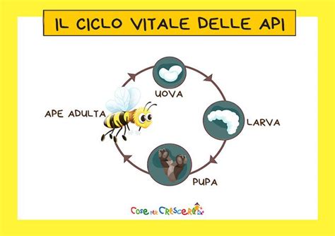 Schema del ciclo vitale della casta delle api