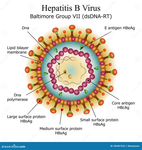 rappresentazione schematica della struttura del virus dell'epatite B (HBV)
