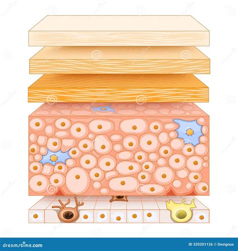 illustrazione scientifica della struttura cutanea infantile rispetto a quella adulta