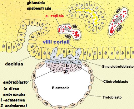 Micrografia che mostra i villi coriali