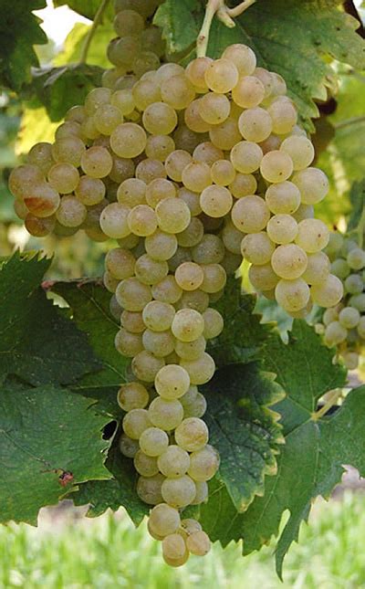 Un calice di Bianchello del Metauro con un piatto di pesce