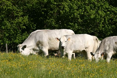 Bovini di razza Romagnola