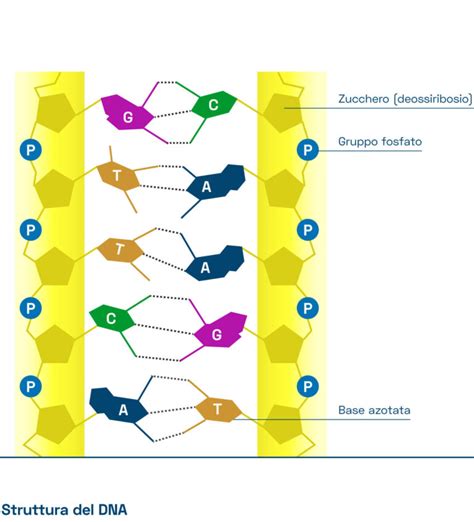Struttura del DNA e ereditabilità dei caratteri
