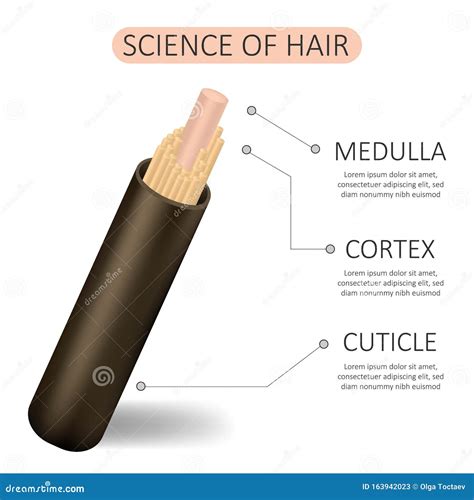 illustrazione anatomica dettagliata del pelo di una lontra al microscopio