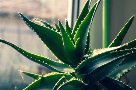 Pianta di Aloe Vera