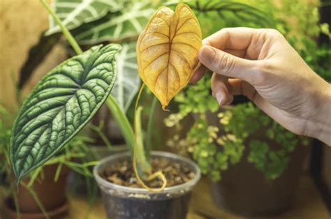 Primo piano di una rosa rigogliosa in un giardino domestico