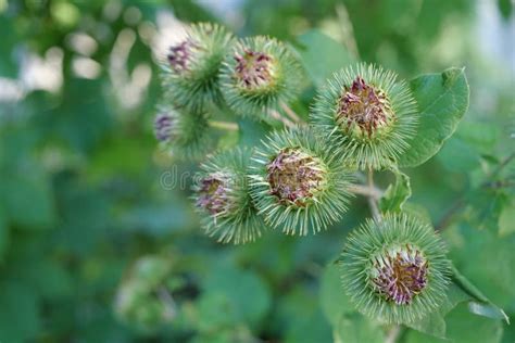 Pianta di Arctium lappa nel suo habitat naturale