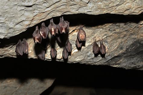 Pipistrelli in colonia