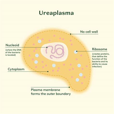 Microscopio con batteri Ureaplasma