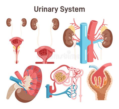Illustrazione del tratto urogenitale maschile e femminile