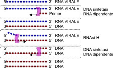 rappresentazione schematica dell'azione degli inibitori della trascrittasi inversa nel ciclo vitale dell'HIV