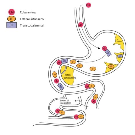 schema del processo di assorbimento della doxiciclina nel tratto gastrointestinale
