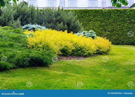 panoramica di un prato curato accanto a cespugli di forsythia in fiore