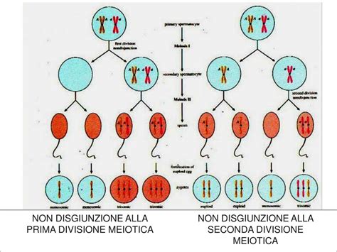 diagramma esplicativo della non-disgiunzione meiotica