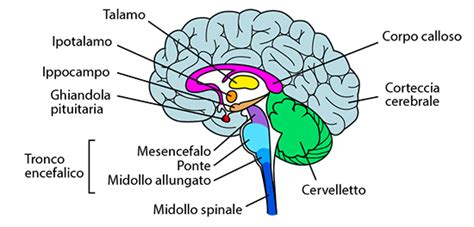 Diagramma schematico sul rilascio di ossitocina nel cervello