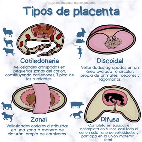 infografica comparativa: differenze strutturali tra placenta bovina (cotiledonaria) e umana (discoidale)