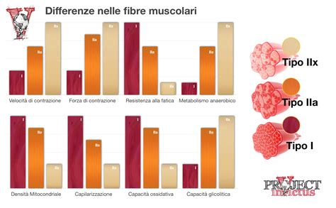 Confronto tra fibre muscolari sane, con DMD e con BMD
