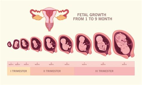 schema grafico sulla valutazione della crescita fetale in utero