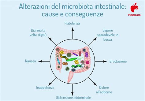 diagramma che illustra i fattori che mantengono l'equilibrio del microbiota vaginale
