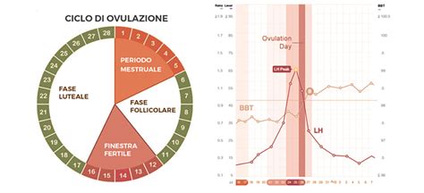 rappresentazione grafica del ciclo mestruale e della finestra fertile