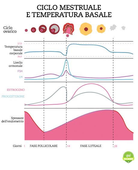 grafico che illustra l'andamento della temperatura basale durante il ciclo