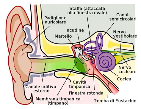 Diagramma dell'orecchio con le diverse parti etichettate