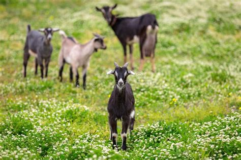 Capre al pascolo in un paesaggio rurale