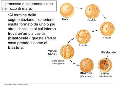 Dalla cellula iniziale alla morula