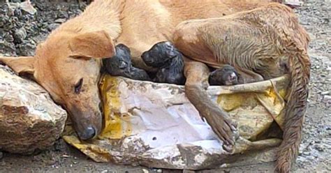 Una cagnolina accudisce con tenerezza i propri cuccioli nel nido