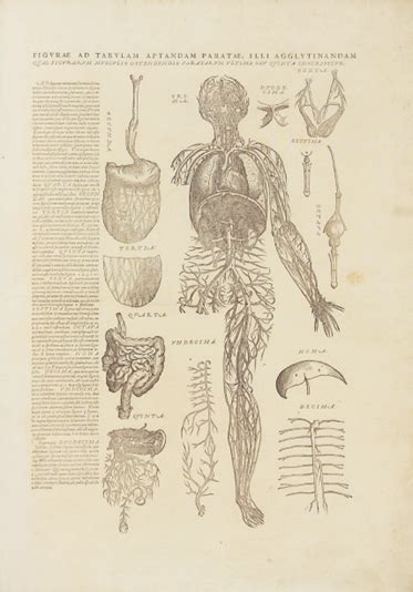 Illustrazione anatomica rinascimentale da Vesalio