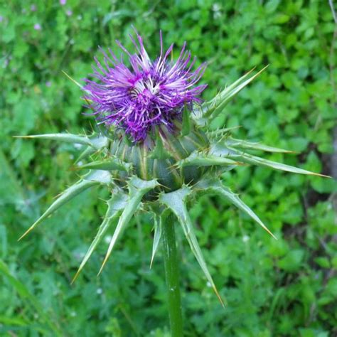 Pianta di Cardo Mariano in fiore in un campo mediterraneo