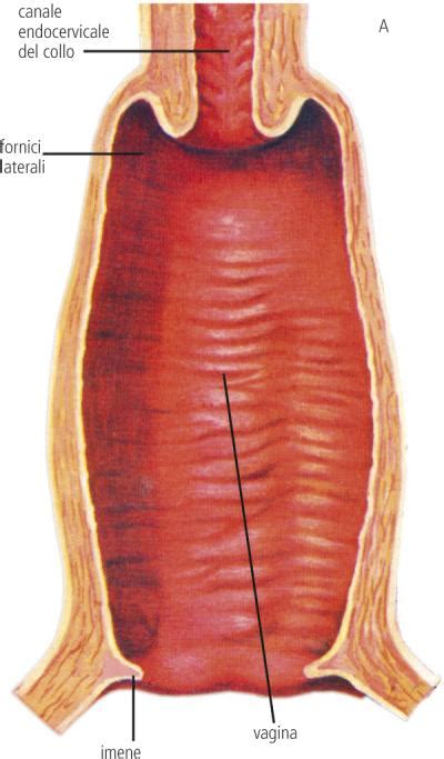 Diagramma dell'anatomia vaginale femminile con l'imene