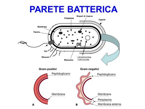 illustrazione schematica dell'impatto dei batteri sulla placenta