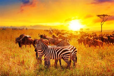 Safari nella savana africana all'alba