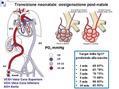 Transizione fisiologica neonatale alla nascita