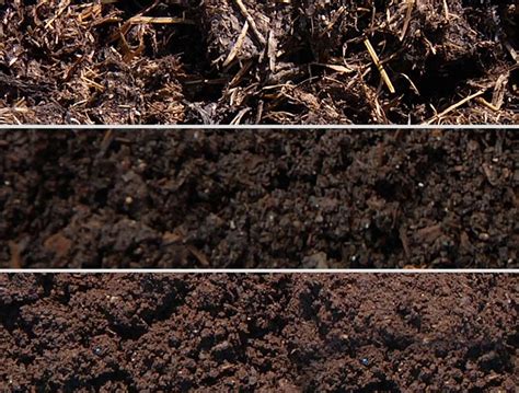 Confronto tra humus di lombrico e terreno comune