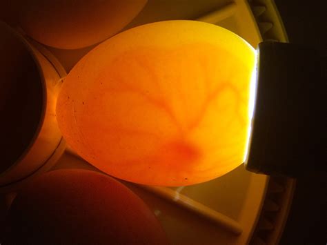 Posizionamento corretto dell'uovo sulla lampada sperauova