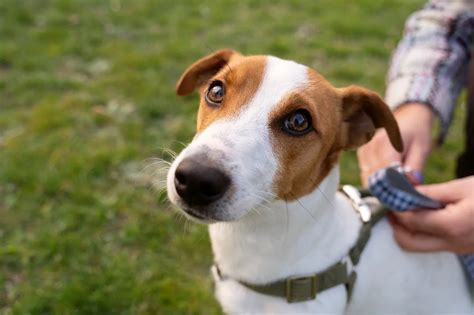 il cane Dinky-Di al fianco di Max nella terra desolata