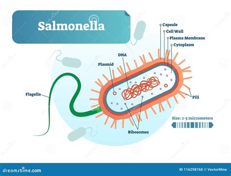 microbiologia e batteri della salmonella