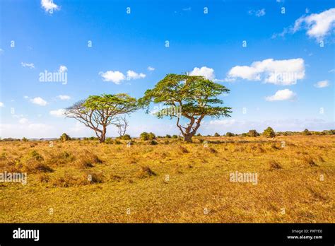 paesaggio savana africana durante la stagione secca con fauna locale