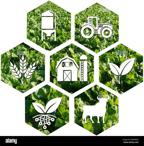 Simboli agricoltura biologica
