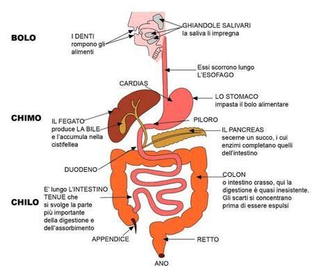 rappresentazione anatomica dell'apparato digerente del neonato