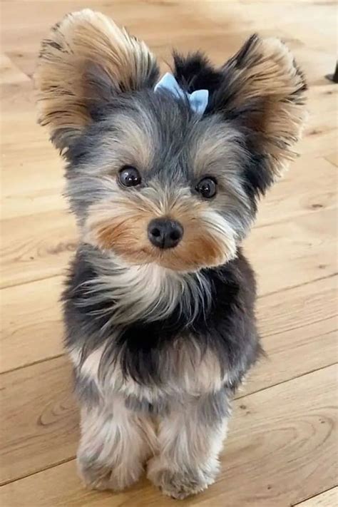 Yorkshire Terrier puppy wearing a cute bodysuit