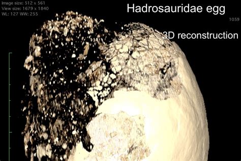 Ricostruzione 3D di uovo di dinosauro tramite micro-TC