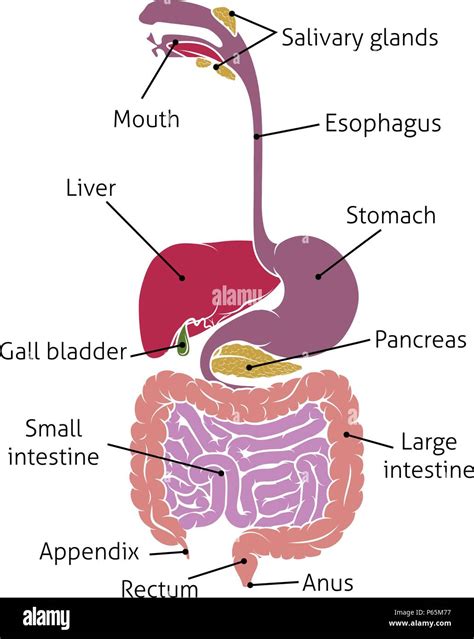 Illustrazione del tratto gastrointestinale infiammato
