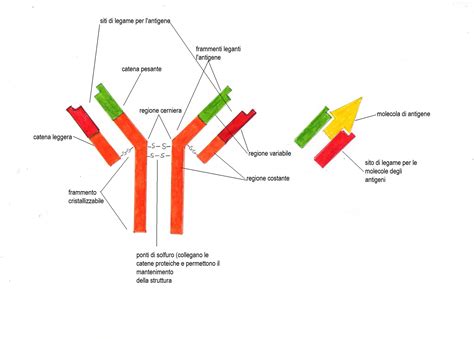 Meccanismo d'azione delle immunoglobuline anti-D